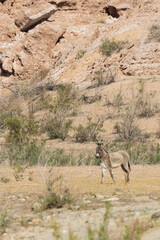 Burros in the desert at Lake Mead National Recreation Area, Nevada