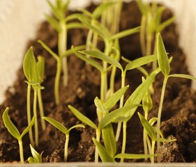 Seed shoots of sweet bell pepper with the first cotyledon leaves.