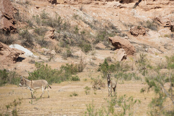 Burros in the desert at Lake Mead National Recreation Area, Nevada