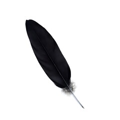 black feather isolated on white