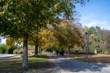Obraz premium autumn park with yellow trees and yellow grass in ingolstadt city bavaria germany