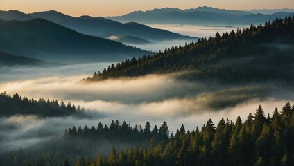 Misty mountain above an evergreen forest at sunrise.