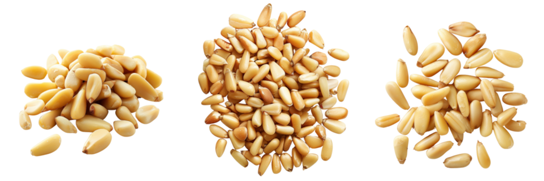 set of pine nuts isolated on a transparent background