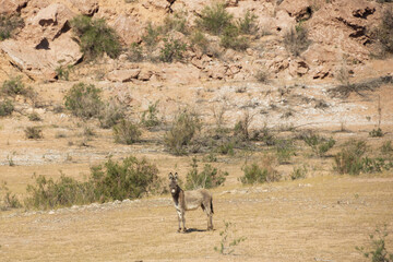 Burros in the desert at Lake Mead National Recreation Area, Nevada