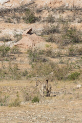 Burros in the desert at Lake Mead National Recreation Area, Nevada