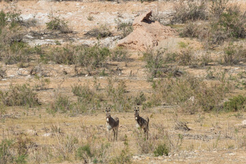 Burros in the desert at Lake Mead National Recreation Area, Nevada