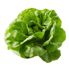 Butter lettuce isolated on transparent background