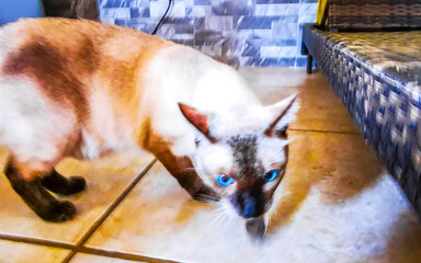 Cat tomcat tries to climb under a couch lounger sofa.