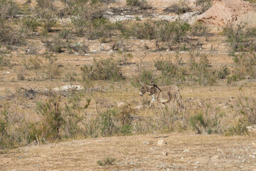 Burros in the desert at Lake Mead National Recreation Area, Nevada