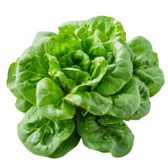 Fototapeta premium Butter lettuce isolated on transparent background