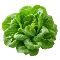 Obraz premium Butter lettuce isolated on transparent background