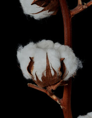 cotton flower close up on black background