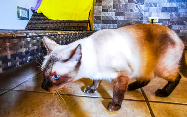 Cat tomcat tries to climb under a couch lounger sofa.
