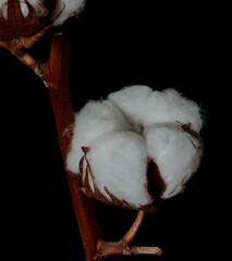 cotton flower close up on black background