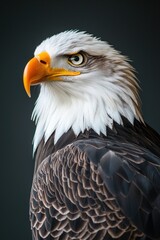 Obraz premium Majestic eagle gazes intensely against a dark background, showcasing its powerful presence