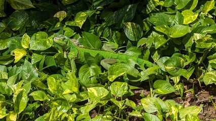 green leaves background