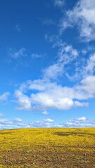 field and blue sky