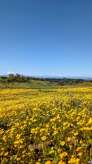 field of sunflowers