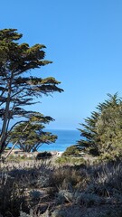 palm trees on the beach