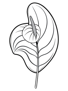 black and white anthurium plant outline clip art preview