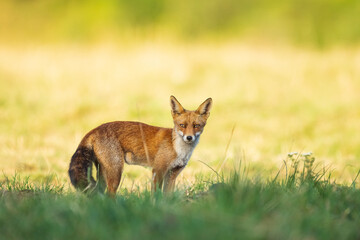 Zorro rojo (Vulpes vulpes) retrato. Riaño village. Provincia de León. Castilla y León. España. Europe