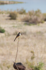 Ash-throated Flycatcher on a branch