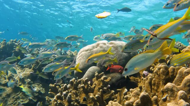 Emperor fish schooling on an Indian Ocean coral reef