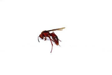 dead tiger wasp isolated white background.