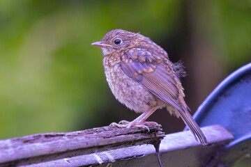 Robin perched on a branch
