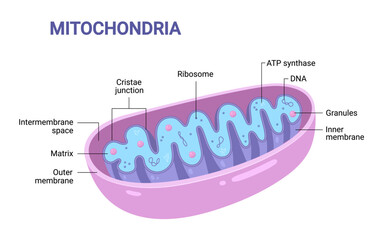 Vector diagram of Mitochondria. Cross-section view. Medical infographics.
