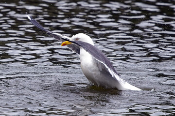 Seagull in the water