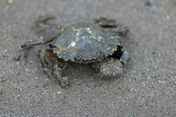 Crab on the sand