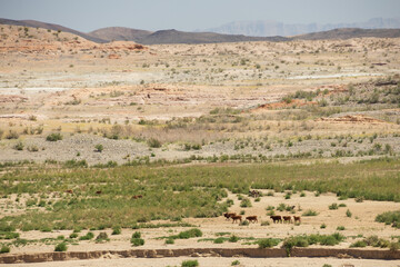 Burros and cows in the desert at Lake Mead National Recreation Area, Nevada