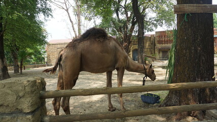 A camel (Camelus dromedarius) at the Solo Safari Zoo park from Arabia rests in its shelter.