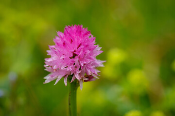Rare pink Kamnik Orchid flower