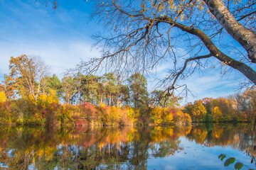 Obraz premium Ingolstadt, Auwaldsee, beautiful summer view in the park by the lake