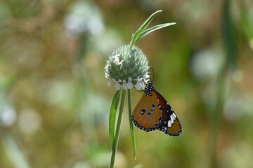 Schmetterling in Namibia