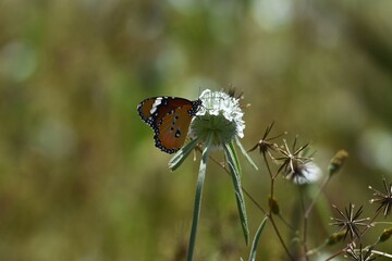 Schmetterling in Namibia