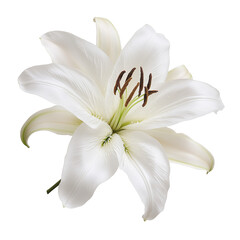 Naklejka premium White lily isolated.