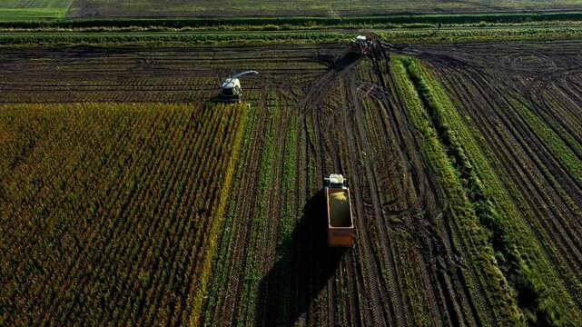 Traktor und Maish&auml;cksler w&auml;hrend der Maisernte mit der Drohne gefilmt 