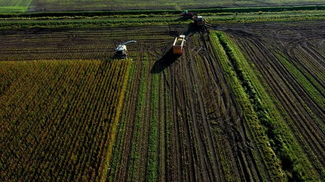 Traktor und Maish&auml;cksler w&auml;hrend der Maisernte mit der Drohne gefilmt 