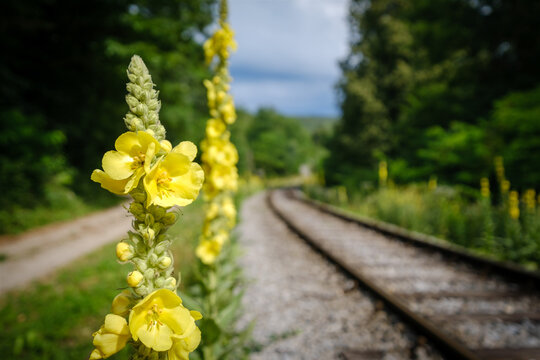 Beautiful orange mullein yellow flower
