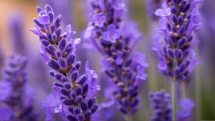 Obraz premium Panoramic lavender banner for essential oil.