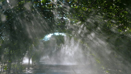 Sunlight filtering through misty botanical garden archway, creating serene and ethereal atmosphere. Nature and Relaxation