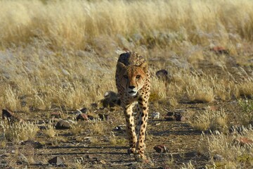 Gepard (Acinonyx jubatus) in Namibia. © anni94