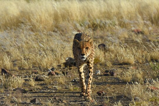 Gepard (Acinonyx jubatus) in Namibia.