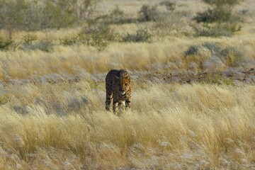Gepard (Acinonyx jubatus) in Namibia. © anni94