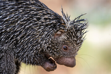 Prehensile-Tailed Porcupine, closeup of head