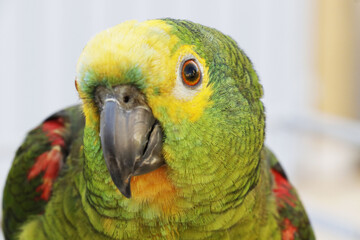 Um belíssimo papagaio domesticado que canta e assobia muto bem de Caldas Novas - GO