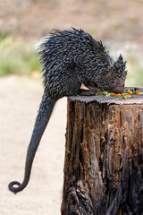 Prehensile-Tailed Porcupineeating vegetables on a tree stump
